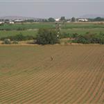 Νέα Αριστερά: Άμεσα μέτρα τώρα για τους αγρότες