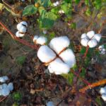 Βαμβάκι: Σε πτωτική τροχιά η τουρκική αγορά