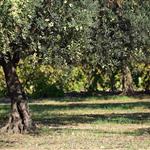 Στη Βουλή το «θολό» τοπίο του Ελαιοκομικού Μητρώου για τους μικροϊδιοκτήτες