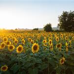 Σε υψηλό τριετίας η παραγωγή ηλιόσπορου στην ΕΕ το 2026