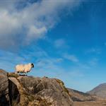 Λοιμώδη Νοσήματα Ζώων: Πρόληψη, Θεραπεία ή Καταστροφή;