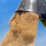 Παγκόσμιο ρεκόρ στις σοδιές σιταριού και νέα δεδομένα στον αγροτικό ανταγωνισμό