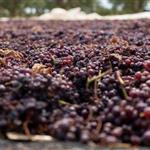 Κορινθιακή σταφίδα: Έως 31 Δεκεμβρίου οι παραδόσεις για τη συνδεδεμένη ενίσχυση