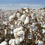 Βαμβάκι: Στα 73,40 ευρώ το στρέμμα η ειδική ενίσχυση έως το 2027