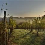 Αμπέλι: Στρατηγικές οδηγίες για την προστασία από τις ασθένειες ξύλου