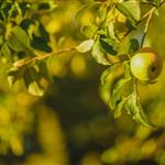 Οδηγίες για τον χειμερινό ψεκασμό και το κλάδεμα σε πυρηνόκαρπα και μηλοειδή