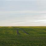 ΑΑΔΕ: Παράταση προθεσμιών για διορθώσεις ΕΑΕ και υποβολή φωτογραφιών στο AgriSnap