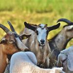 Συλλήψεις για ζωοκλοπή στον Άγιο Νικόλαο Κρήτης