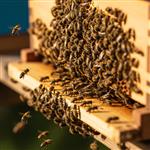 Στήριξη 12,6 εκατ. ευρώ στη μελισσοκομία το 2026 – Μέχρι τέλη Μαΐου τα παραστατικά για κυψέλες