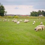 Παρατείνονται τα προληπτικά μέτρα για την ευλογιά των αιγοπροβάτων στην Κρήτη