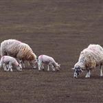 Λάρισα: Τέσσερις συλλήψεις για παραβίαση μέτρων κατά της ευλογιάς των αιγοπροβάτων