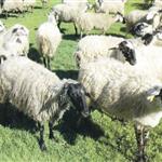 Ευλογιά αιγοπροβάτων: 500.000 θανατώσεις, χωρίς αποτέλεσμα