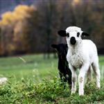 ΥΠΑΑΤ: Με επιστημονικά δεδομένα και όχι με πολιτικές εντυπώσεις η εθνική στρατηγική για την κτηνοτροφία