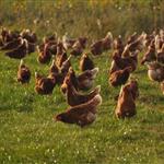 Η Γαλλία ζητά αναβολή της κρίσιμης ψηφοφορίας για τη συμφωνία ΕΕ–Mercosur