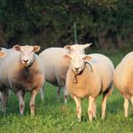 Τράπεζα Ζωικού Γενετικού Υλικού (ΤΖΓΥ):  Στρατηγική για την Οργάνωση και Λειτουργία της