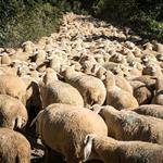 Ευλογιά αιγοπροβάτων: Σε επιφυλακή η Αρκαδία μετά τα τέσσερα κρούσματα