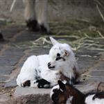 Η κυβέρνηση αφήνει απροστάτευτη την ελληνική κτηνοτροφία απέναντι στις επιζωοτίες