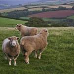 Ευρωπαϊκή «ασπίδα» στη Λέσβο: Άμεση αποστολή εξοπλισμού μέσω rescEU για τον αφθώδη πυρετό