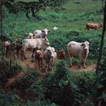 Νέα Αριστερά: Απειλές για μη αποζημίωση για ευλογιά, αντί για στήριξη της κτηνοτροφίας