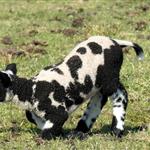 Νέα ενίσχυση 26 εκατ. ευρώ για αποζημιώσεις κτηνοτρόφων λόγω ευλογιάς