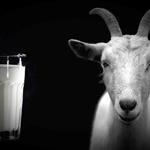 Η αγορά βράζει από νοθεία  και ο ΕΛΓΟ–ΔΗΜΗΤΡΑ απουσιάζει από τον ρόλο του φύλακα