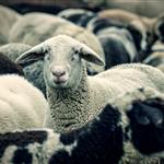 «Στον αέρα» η ηλεκτρονική σήμανση αιγοπροβάτων