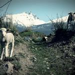 Αναστολή μέτρων αναγκαστικής εκτέλεσης για κτηνοτρόφους που πλήττονται από την ευλογιά των αιγοπροβάτων