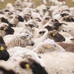 Έως το τέλος της εβδομάδας οι αποζημιώσεις για τις θανατώσεις αιγοπροβάτων