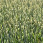 Συμφωνία στην ΕΕ για τη νέα γενιά γενετικά τροποποιημένων φυτών