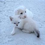 ΟΖΩΣΩΕΛ: Η προστασία των ζώων δεν είναι γραφειοκρατία, είναι πολιτική ευθύνη