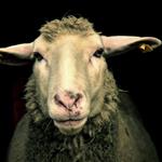 Ευλογιά: Το επόμενο τρίμηνο θα κρίνει την εφαρμογή ή το σύστημα;