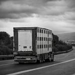 Greece freezes live animal imports as pox outbreak spirals