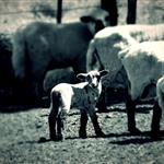 Μετά τον χειμώνα, η κτηνοτροφία περιμένει απαντήσεις