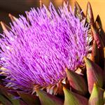 Αγριοαγκινάρα: Μια ανθεκτική καλλιέργεια με υψηλή απόδοση και χαμηλές εισροές