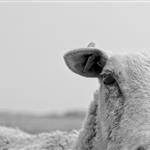 Αφθώδης πυρετός: Το νησί και τα αόρατα σύνορα του εμπορίου