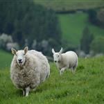 ΥΠΑΑΤ: Στα 17 τα επιβεβαιωμένα κρούσματα αφθώδους πυρετού στη Λέσβο