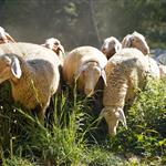 Στην Ευρωπαϊκή Επιτροπή ο αφθώδης πυρετός στη Λέσβο