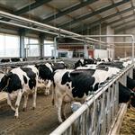 Συμμαχία Γερμανίας – Νότιας Αφρικής για την αντιμετώπιση του αφθώδους πυρετού