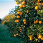 Οι Οινιάδες και τα Εσπεριδοειδή