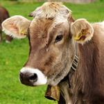 Έβρος: Δεν υφίσταται κρούσμα αφθώδους πυρετού