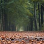 Η Γερμανία στο For Forest Group+: Ενίσχυση της Ευρωπαϊκής συνεργασίας για τα δάση