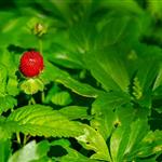 Ιταλία: «Πράσινο φως» για εξαγωγές φυτών φράουλας στη Βραζιλία