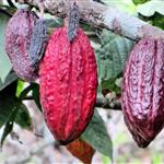 Η έλλειψη λιπασμάτων απειλεί την παραγωγή κακάο στην Ακτή Ελεφαντοστού