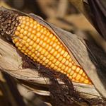 Σε ράλι διετίας τα αγροτικά προϊόντα αλλά ποιος θα πληρώσει τον λογαριασμό