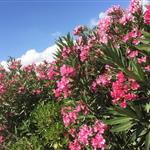 ΓΕΩΤΕΕ: Οι τελευταίες εξελίξεις σχετικά με την πικροδάφνη