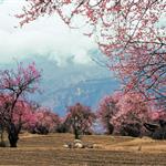 Οδηγίες φυτοπροστασίας για τη ροδακινιά:  Διαχείριση εχθρών και βιολογικές μέθοδοι