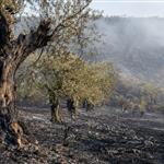 Πυρκαγιές σε Ισπανία και Γαλλία: Ελαιώνες, αμπέλια και οπωρώνες στον απολογισμό