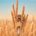 Σκληρό σιτάρι: Η Ιταλία δείχνει τιμές έως 315 ευρώ τον τόνο