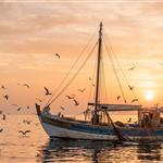 Στα 166,6 εκατ. ευρώ ο τζίρος της ελληνικής θαλάσσιας αλιείας το 2025