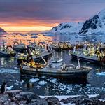 Antarctic krill fishery is heading towards a second consecutive early closure
